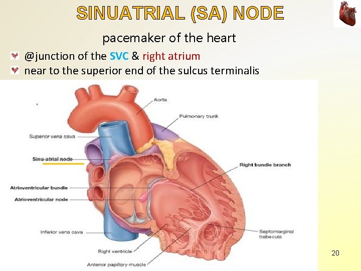 SINUATRIAL (SA) NODE pacemaker of the heart @junction of the SVC & right atrium SINUATRIAL (SA) NODE pacemaker of the heart @junction of the SVC & right atrium