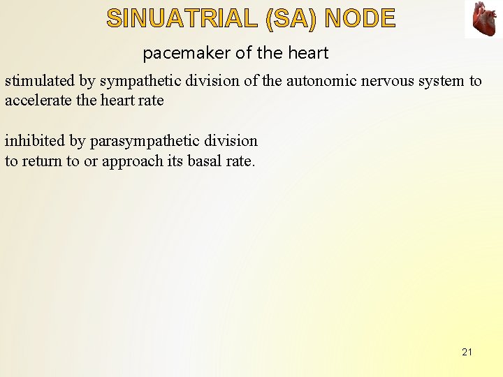 SINUATRIAL (SA) NODE pacemaker of the heart stimulated by sympathetic division of the autonomic