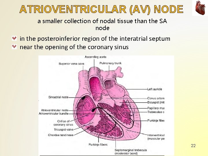 ATRIOVENTRICULAR (AV) NODE a smaller collection of nodal tissue than the SA node in