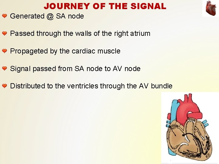 JOURNEY OF THE SIGNAL Generated @ SA node Passed through the walls of the