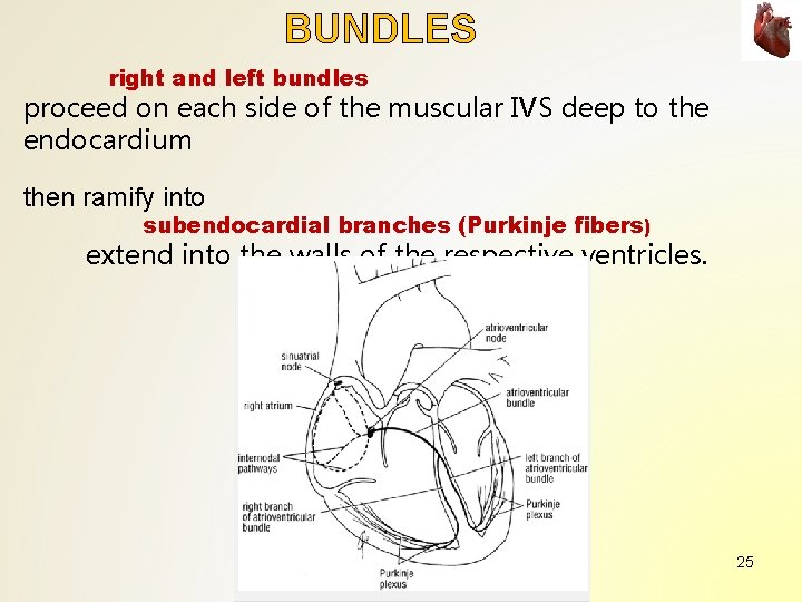 BUNDLES right and left bundles proceed on each side of the muscular IVS deep BUNDLES right and left bundles proceed on each side of the muscular IVS deep