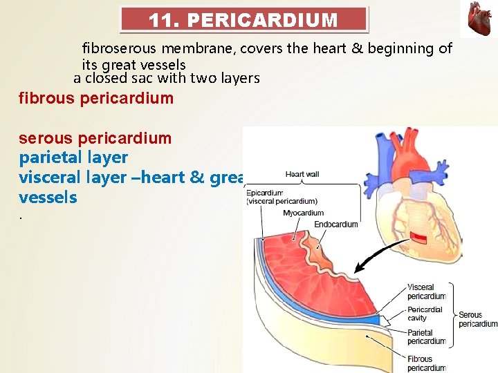 11. PERICARDIUM fibroserous membrane, covers the heart & beginning of its great vessels a 11. PERICARDIUM fibroserous membrane, covers the heart & beginning of its great vessels a