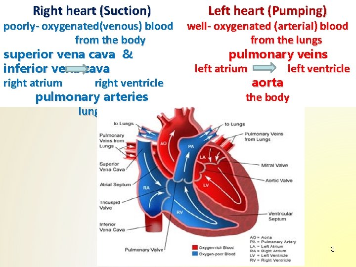 Right heart (Suction) poorly- oxygenated(venous) blood from the body superior vena cava & inferior Right heart (Suction) poorly- oxygenated(venous) blood from the body superior vena cava & inferior
