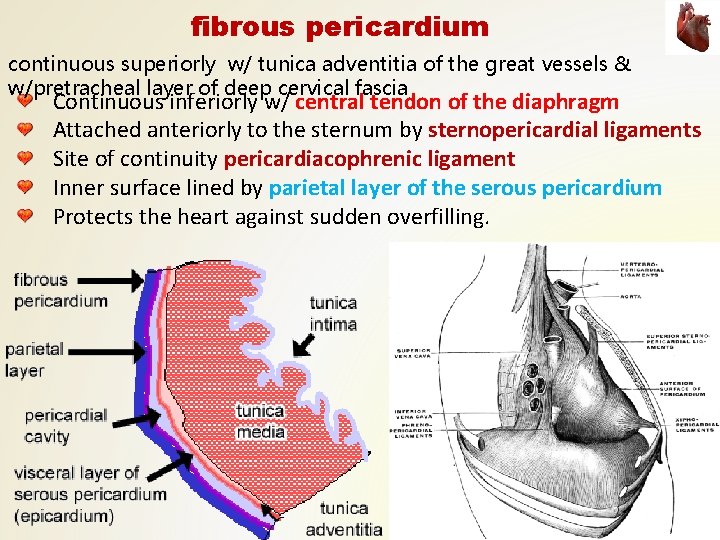 fibrous pericardium continuous superiorly w/ tunica adventitia of the great vessels & w/pretracheal layer fibrous pericardium continuous superiorly w/ tunica adventitia of the great vessels & w/pretracheal layer