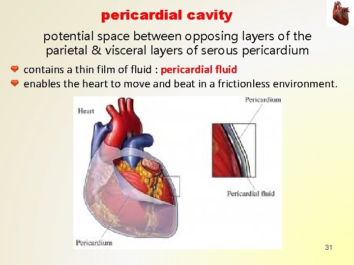 pericardial cavity potential space between opposing layers of the parietal & visceral layers of pericardial cavity potential space between opposing layers of the parietal & visceral layers of