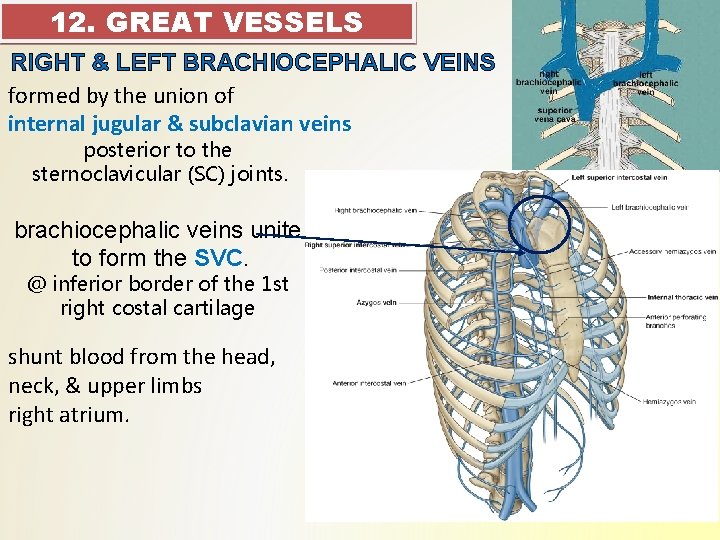 12. GREAT VESSELS RIGHT & LEFT BRACHIOCEPHALIC VEINS formed by the union of internal 12. GREAT VESSELS RIGHT & LEFT BRACHIOCEPHALIC VEINS formed by the union of internal