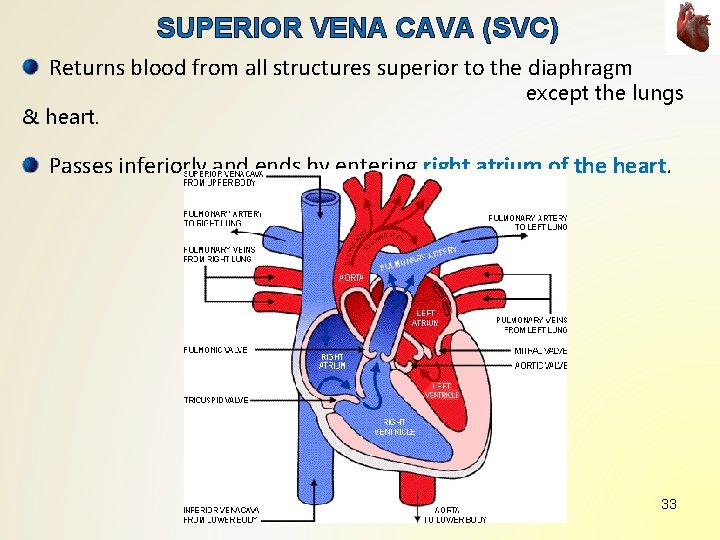 SUPERIOR VENA CAVA (SVC) Returns blood from all structures superior to the diaphragm & SUPERIOR VENA CAVA (SVC) Returns blood from all structures superior to the diaphragm &
