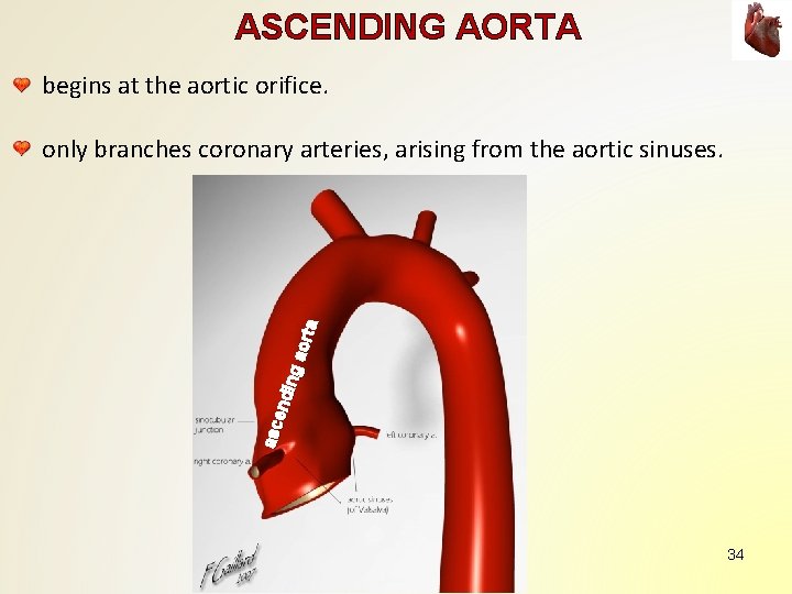 ASCENDING AORTA begins at the aortic orifice. asc en d in g aor ta