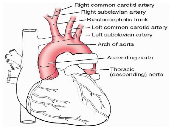 Arch of the aorta (Aortic arch) curved continuation of the ascending aorta begins posterior Arch of the aorta (Aortic arch) curved continuation of the ascending aorta begins posterior