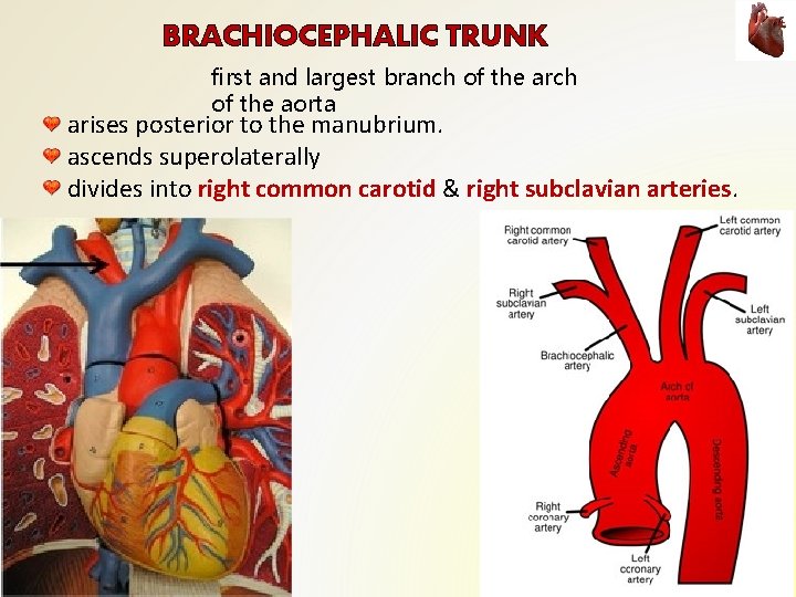 BRACHIOCEPHALIC TRUNK first and largest branch of the arch of the aorta arises posterior BRACHIOCEPHALIC TRUNK first and largest branch of the arch of the aorta arises posterior