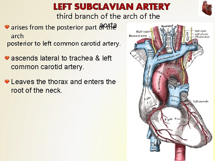 LEFT SUBCLAVIAN ARTERY third branch of the arch of the aorta arises from the