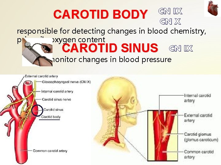 CAROTID BODY CN IX CN X responsible for detecting changes in blood chemistry, primarily CAROTID BODY CN IX CN X responsible for detecting changes in blood chemistry, primarily