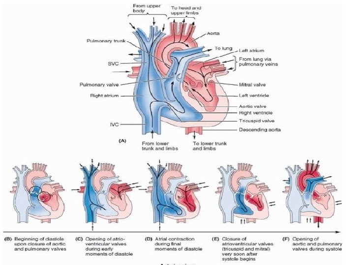 The four chambers of the heart right and left atria & right and left