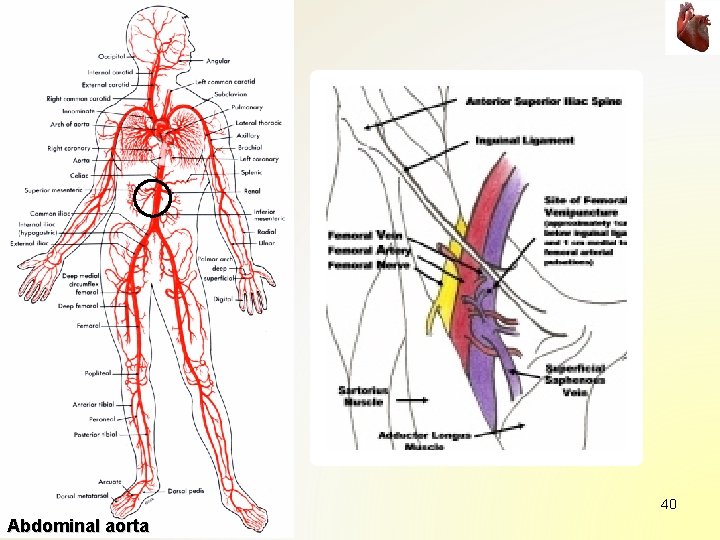40 Abdominal aorta 40 Abdominal aorta