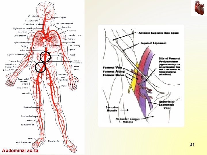 41 Abdominal aorta 41 Abdominal aorta