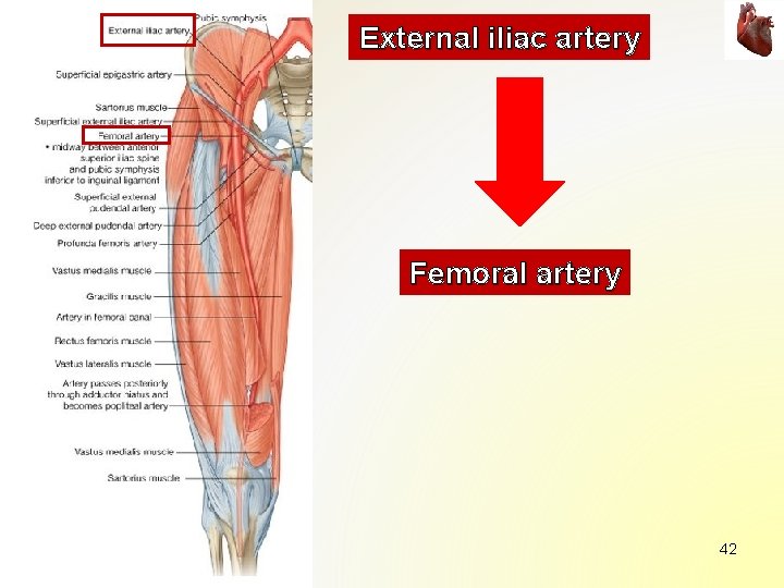 External iliac artery Femoral artery 42 