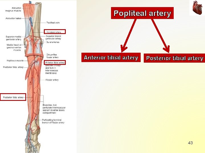 Popliteal artery Anterior tibial artery Posterior tibial artery 43 