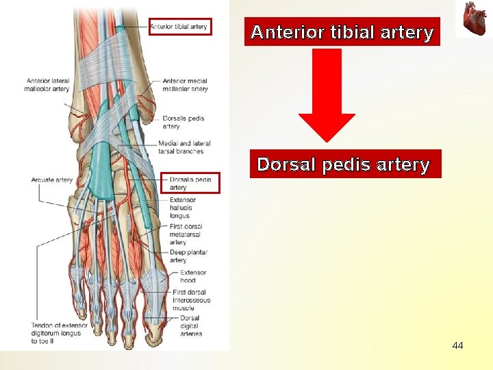 Anterior tibial artery Dorsal pedis artery 44 Anterior tibial artery Dorsal pedis artery 44