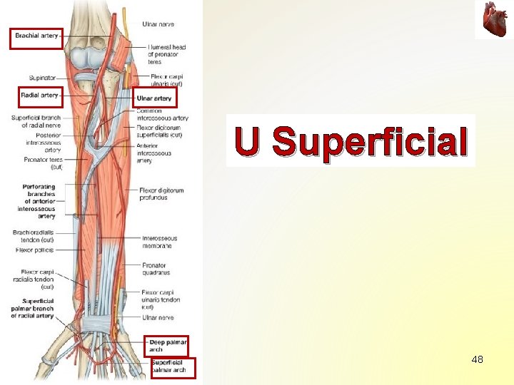 U Superficial 48 