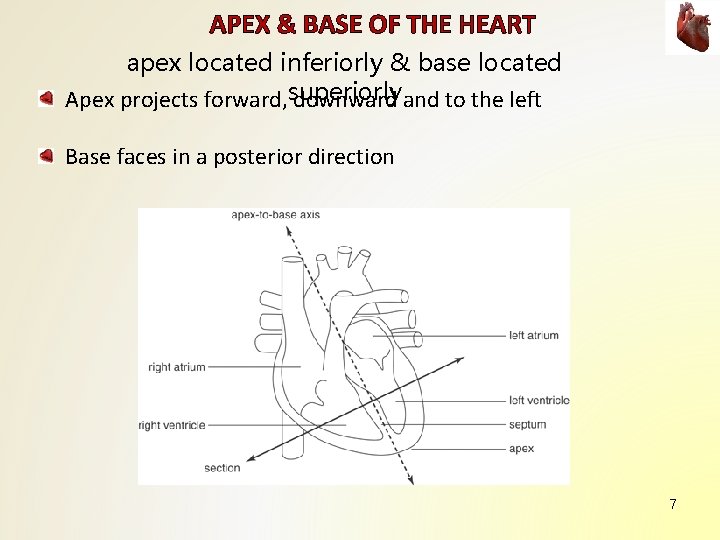 APEX & BASE OF THE HEART apex located inferiorly & base located Apex projects