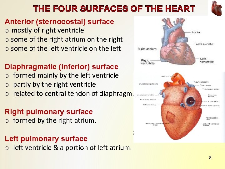 THE FOUR SURFACES OF THE HEART Anterior (sternocostal) surface o mostly of right ventricle THE FOUR SURFACES OF THE HEART Anterior (sternocostal) surface o mostly of right ventricle