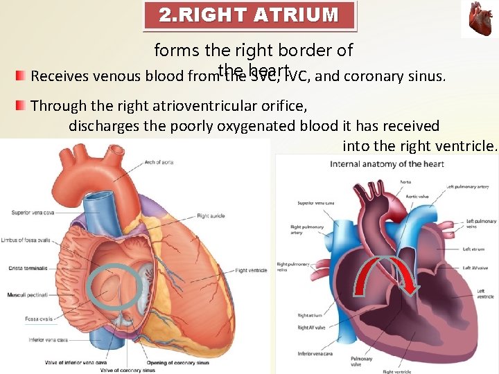 2. RIGHT ATRIUM forms the right border of Receives venous blood fromthe heart SVC, 2. RIGHT ATRIUM forms the right border of Receives venous blood fromthe heart SVC,