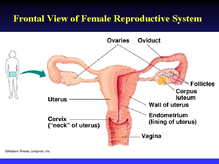 Frontal View of Female Reproductive System 