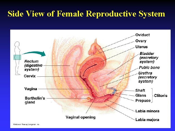 Side View of Female Reproductive System 