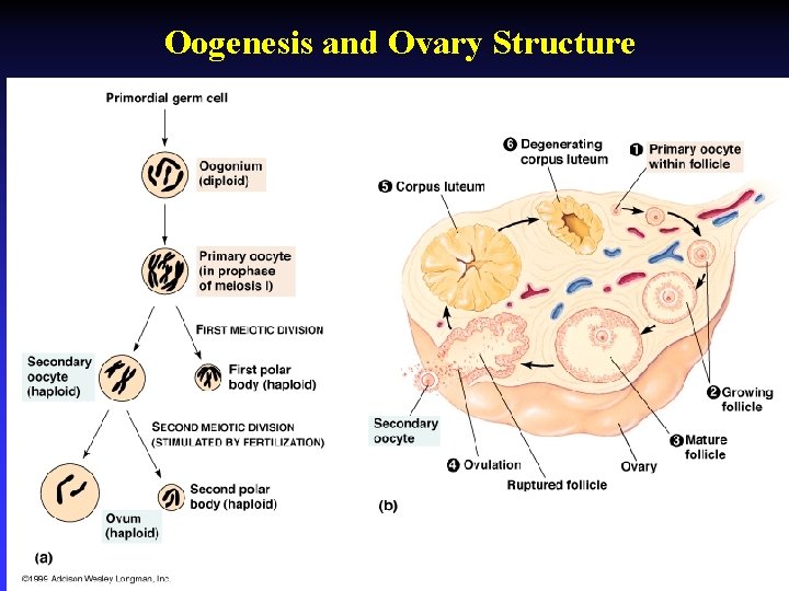 Oogenesis and Ovary Structure 