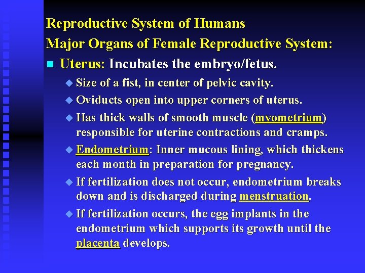 Reproductive System of Humans Major Organs of Female Reproductive System: n Uterus: Incubates the