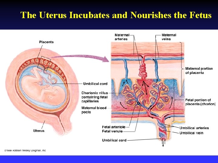 The Uterus Incubates and Nourishes the Fetus 