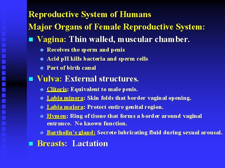 Reproductive System of Humans Major Organs of Female Reproductive System: n Vagina: Thin walled,