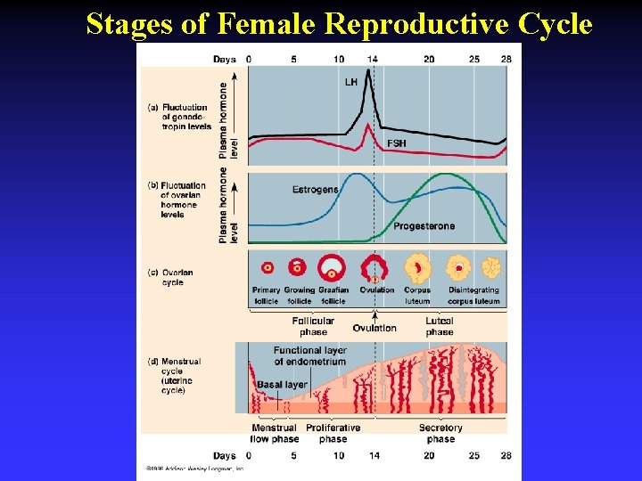 Stages of Female Reproductive Cycle 