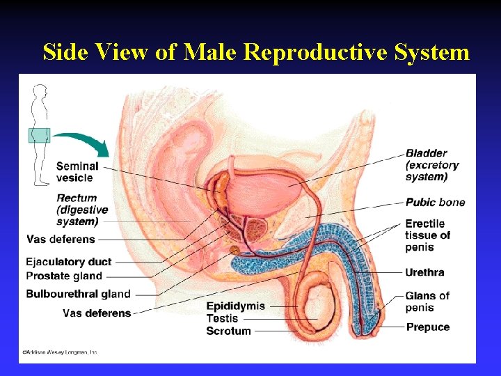 Side View of Male Reproductive System 
