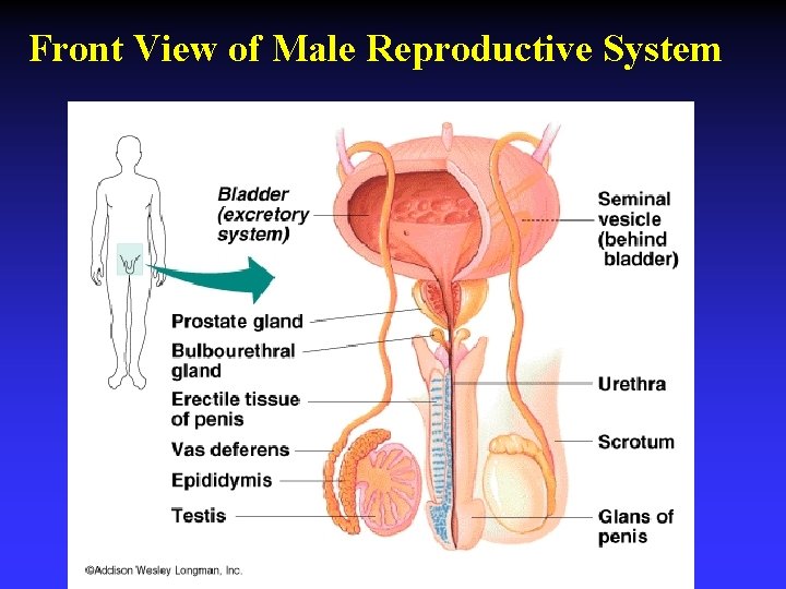 Front View of Male Reproductive System 