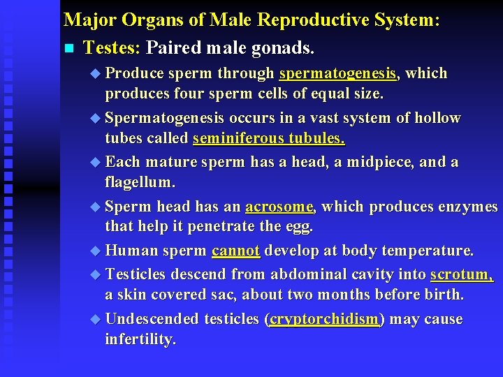 Major Organs of Male Reproductive System: n Testes: Paired male gonads. u Produce sperm