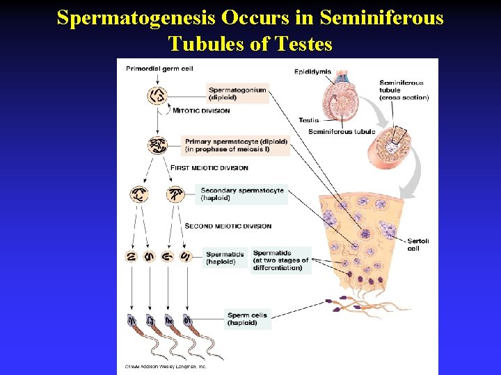 Spermatogenesis Occurs in Seminiferous Tubules of Testes 