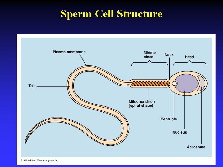 Sperm Cell Structure 