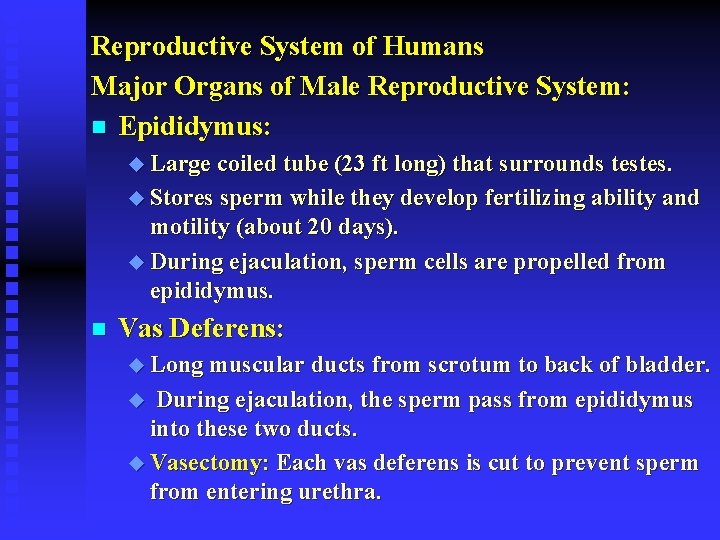 Reproductive System of Humans Major Organs of Male Reproductive System: n Epididymus: u Large