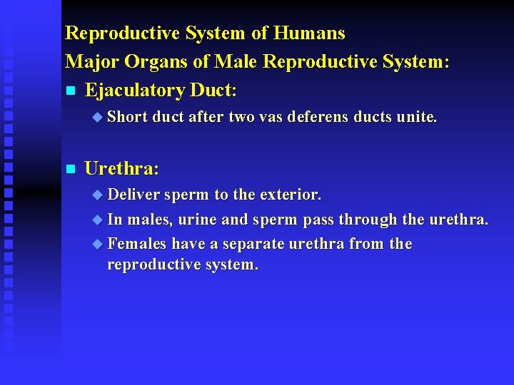 Reproductive System of Humans Major Organs of Male Reproductive System: n Ejaculatory Duct: u