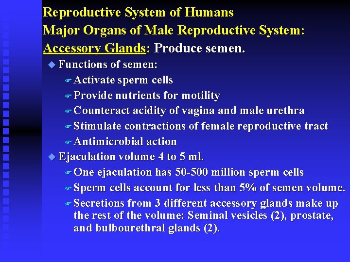 Reproductive System of Humans Major Organs of Male Reproductive System: Accessory Glands: Produce semen.
