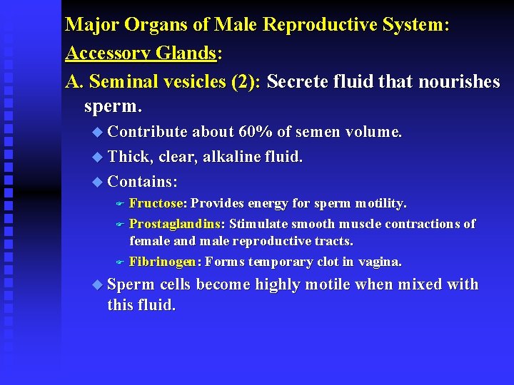 Major Organs of Male Reproductive System: Accessory Glands: A. Seminal vesicles (2): Secrete fluid
