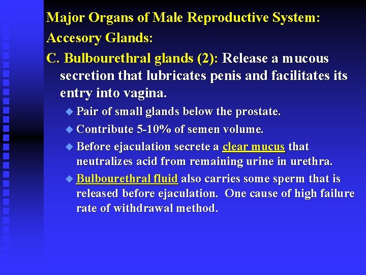 Major Organs of Male Reproductive System: Accesory Glands: C. Bulbourethral glands (2): Release a