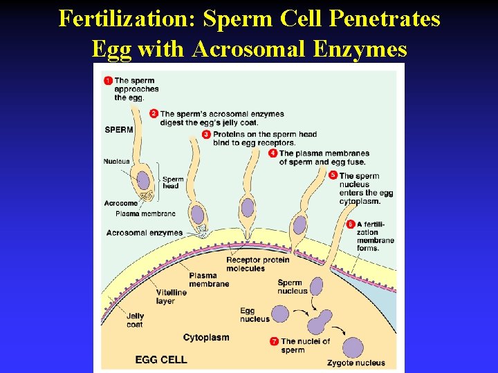Fertilization: Sperm Cell Penetrates Egg with Acrosomal Enzymes 