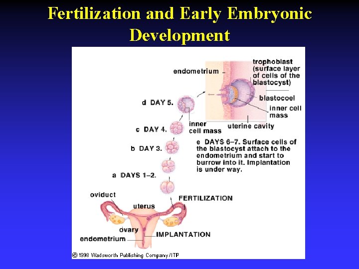 Fertilization and Early Embryonic Development 