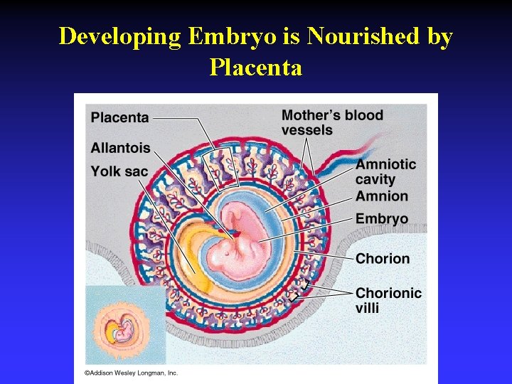Developing Embryo is Nourished by Placenta 