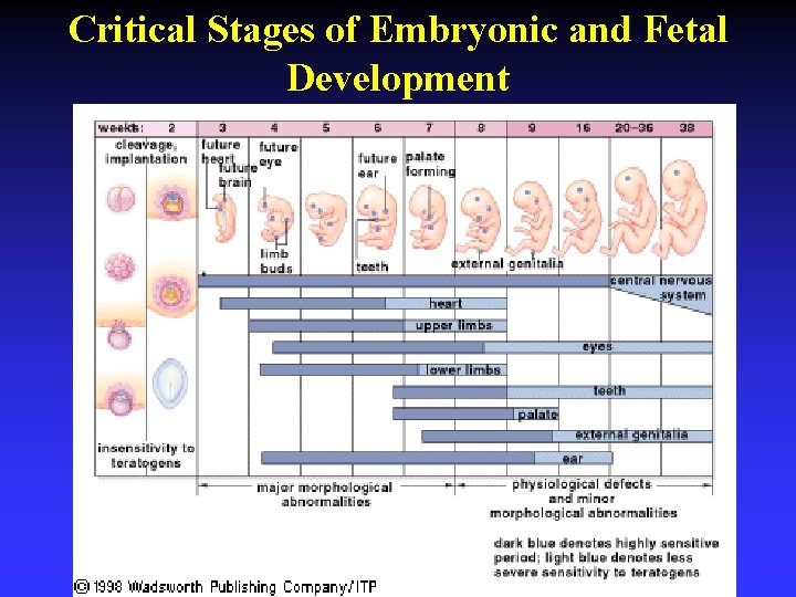 Critical Stages of Embryonic and Fetal Development 