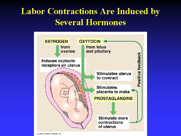 Labor Contractions Are Induced by Several Hormones 