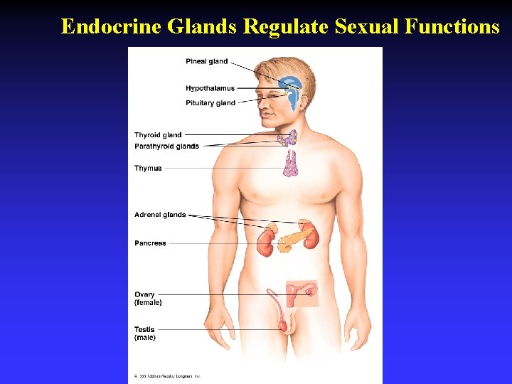 Endocrine Glands Regulate Sexual Functions 