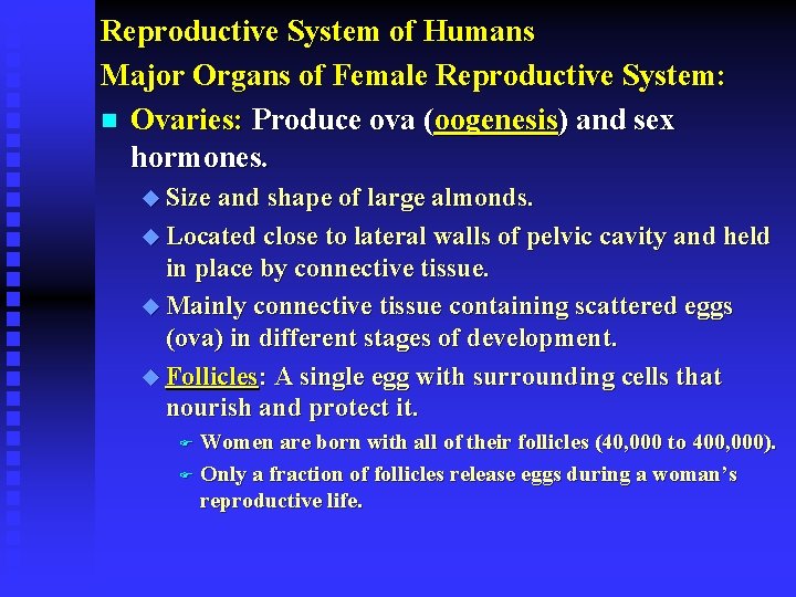 Reproductive System of Humans Major Organs of Female Reproductive System: n Ovaries: Produce ova